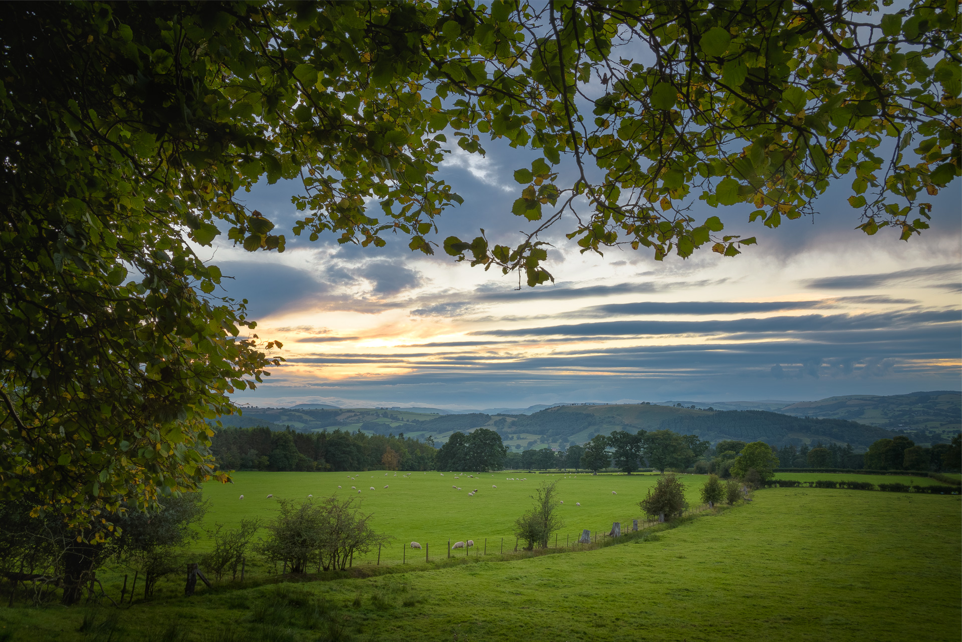 beech tree view