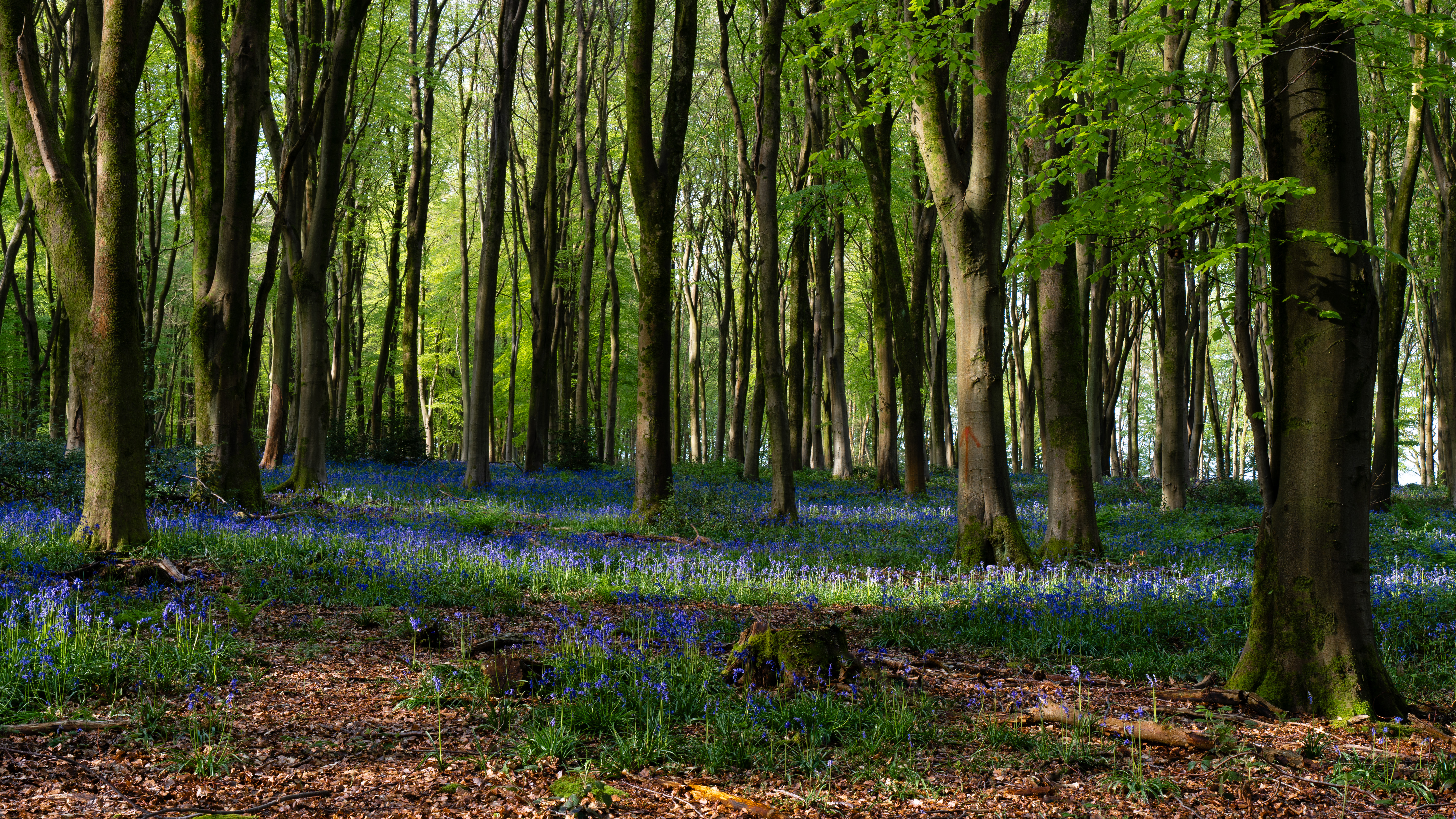 bluebells