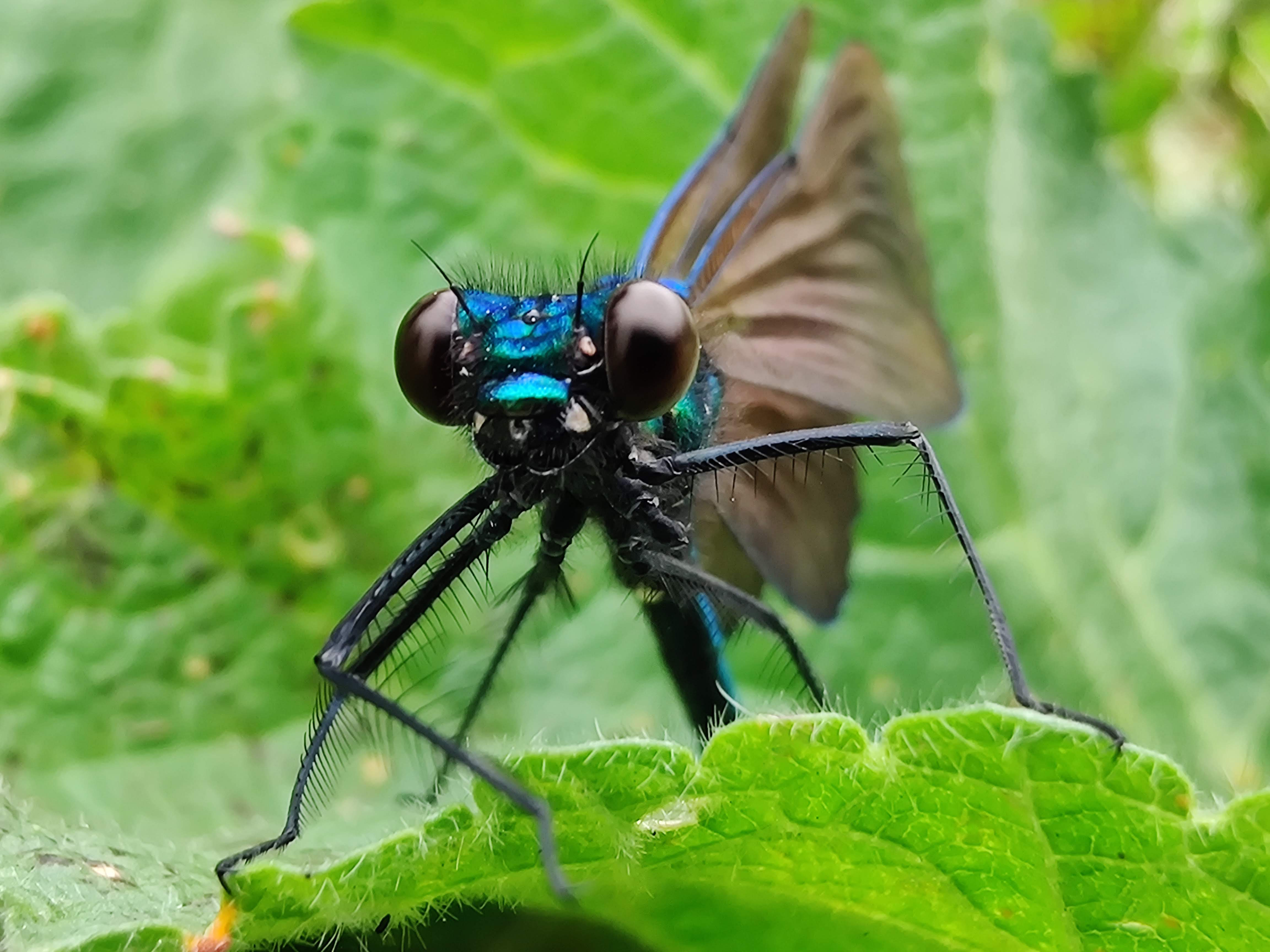 Dragonfly